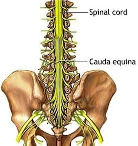 cauda equina