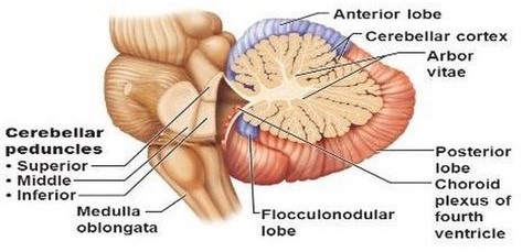Cerebellum