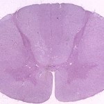 human cervical spinal cord cross section