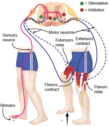 Crossed extensor reflex