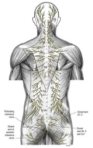 Sharp Ramus Know your spinal cord – The Ramus | Lunatic Laboratories