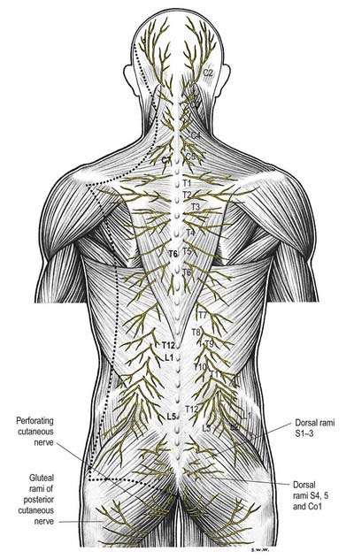 dorsal rami innervation