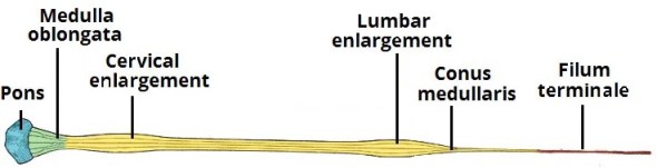 Enlargements of the spinal cord