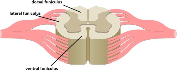 funiculi of the spinal cord