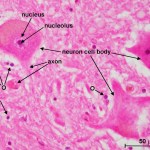 Cross section of human spinal cord