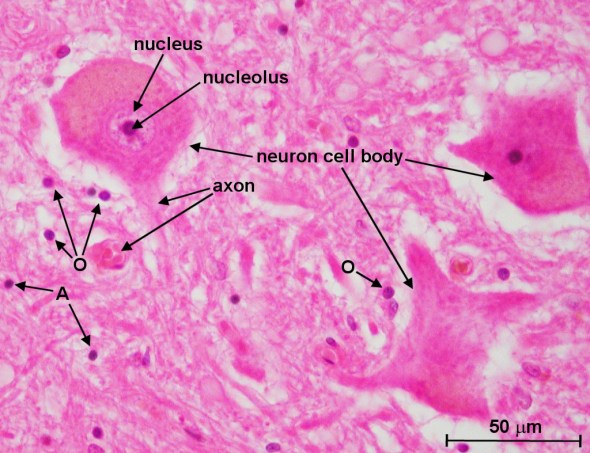 Cross section of human spinal cord