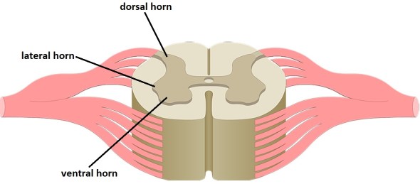horns of the spinal cord