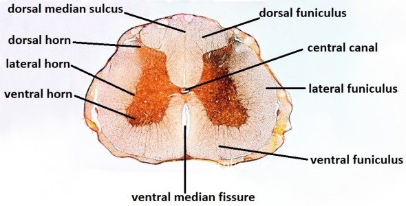 LM of a cross-section through human spina