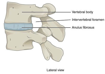 intervertebral foramen