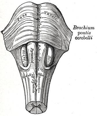 olivary bodies