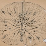 Spinal cord section by Ramon y Cajal, a Spanish neuroscientist