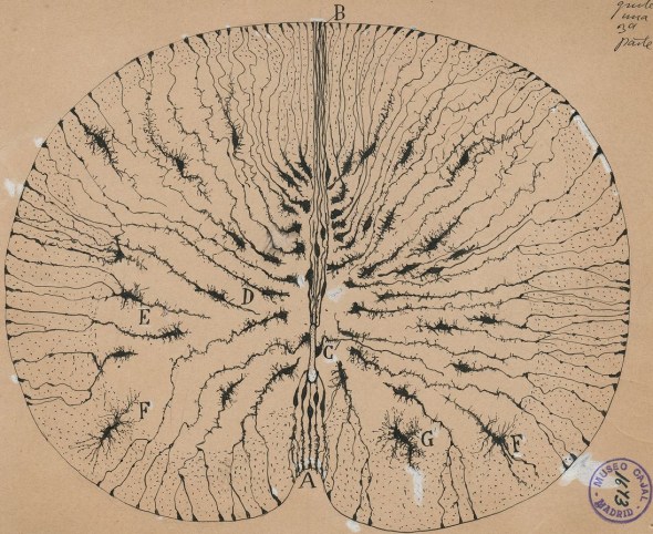 Spinal cord section by Ramon y Cajal