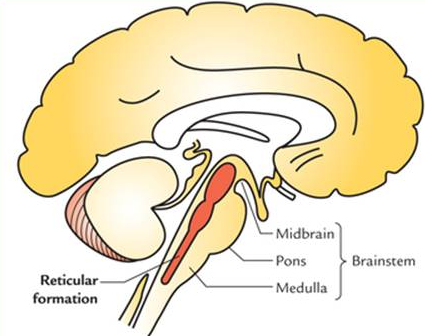 The location of the reticular formation, in the brain stem