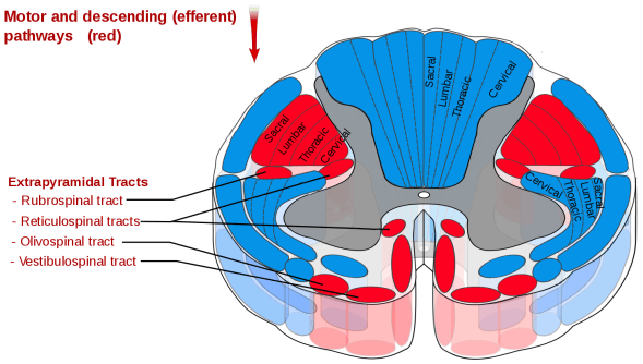 Extrapyramidal tracts of the spinal cord