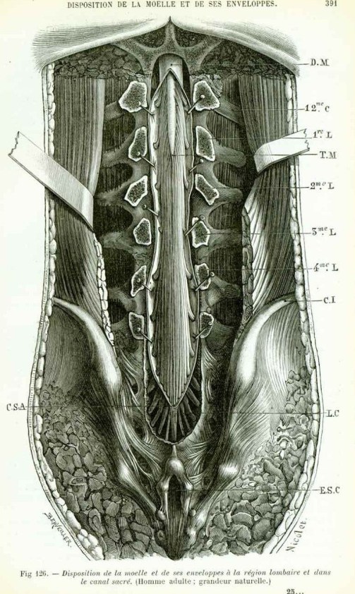 Spinal anatomy