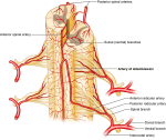 Spinal arteries