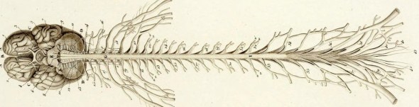 spinal cord and brain