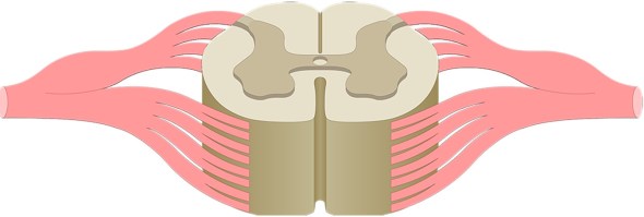 Spinal cord cross section
