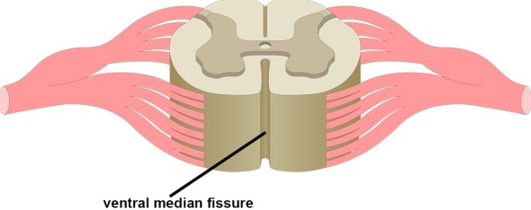 Spinal cord cross section