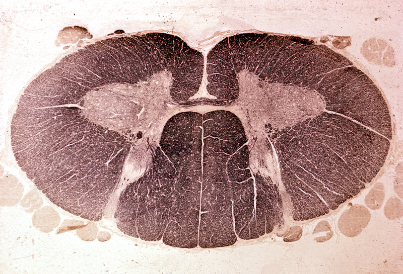 Cervical spinal cord cross-section