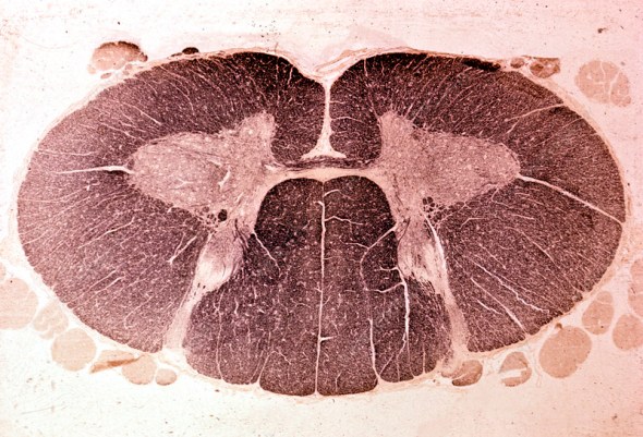 Cervical spinal cord cross-section