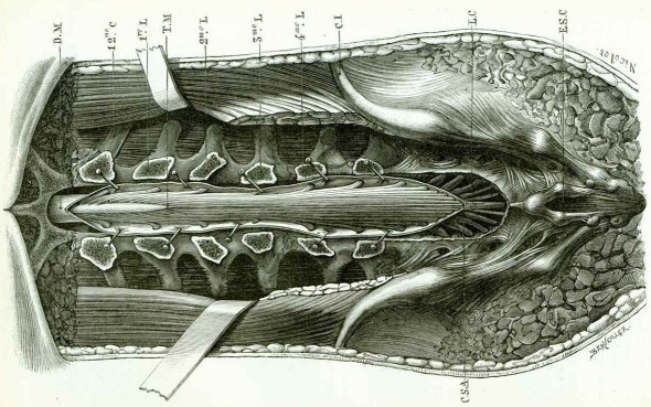 spinal dissection