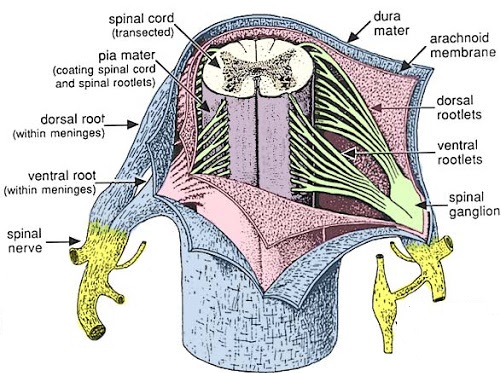 spinal meninges
