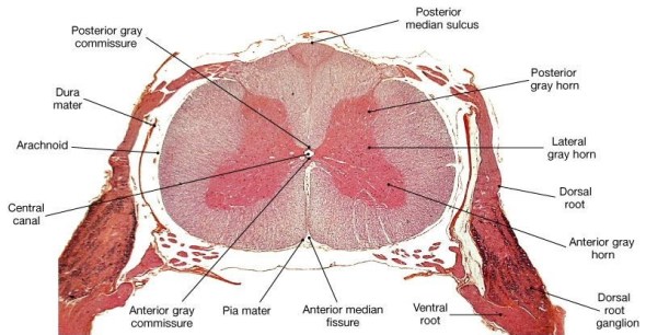 Spinal cord slice