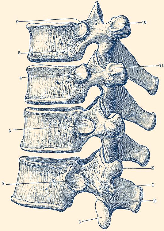 vertebrae of the spine