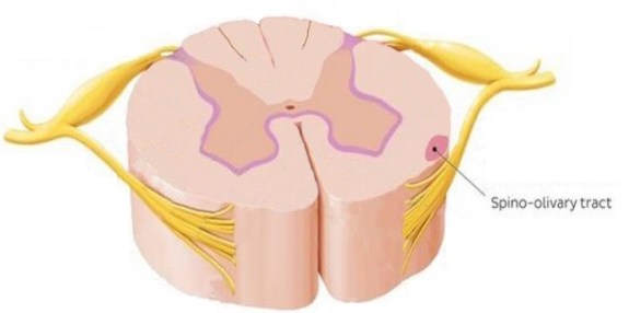 spino-olivary tract location
