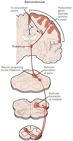 spinoreticular tract pathway