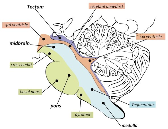 The tectum is located above the cerebral aqueduct. It is considered the "roof" of the fourth ventricle