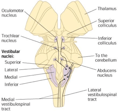 vestibulospinal tract brain stem