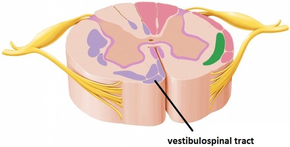 vestibulospinal tract