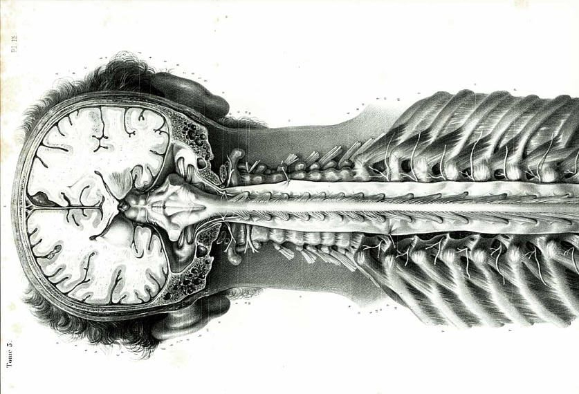 vintage spinal cord anatomy art