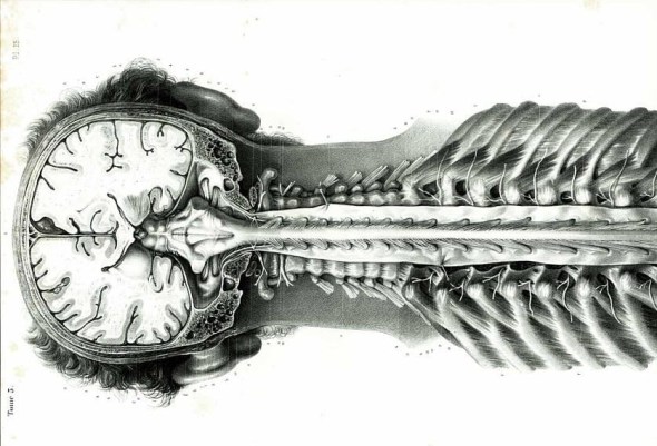 vintage spinal cord anatomy art