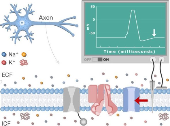 Action potential recording