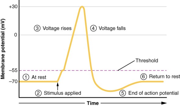 Action potential wave