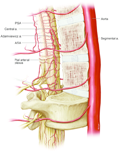 Anterolateral-view-of-lumbar-spinal-cord