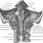 Brainstem