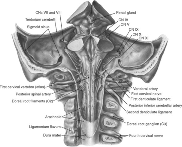 Brainstem