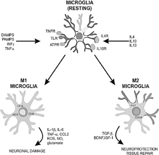 Classical and alternative activation of microglia