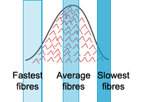 Compound action potential
