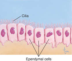 ependymal cells