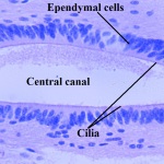 ependymal cells