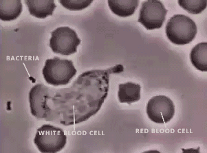 macrophage eating a bactria