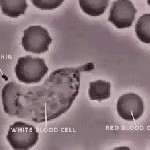 macrophage eating a bactria