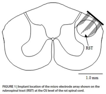 Micro electrode array