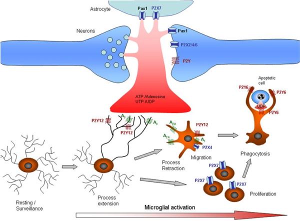 microglial activation steps
