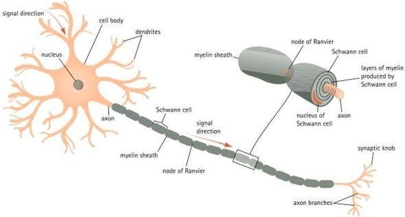 myelination